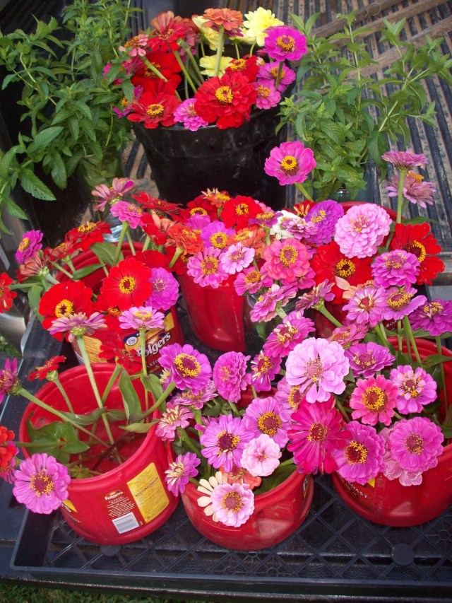 BUCKETS OF ZINNIAS FOR GH COLUMN JUNE 30